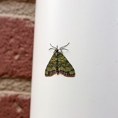 Episteira nigrilinearia