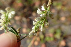 Melilotus albus