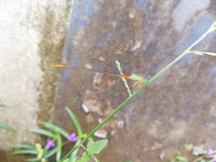 Ceriagrion cerinorubellum