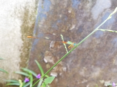 Ceriagrion cerinorubellum