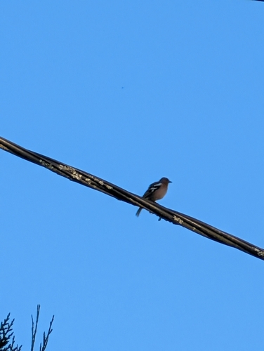 Pinson des arbres, mâle