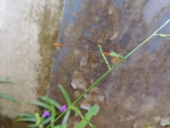 Ceriagrion cerinorubellum
