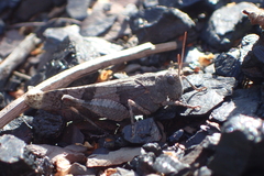 Oedipoda caerulescens