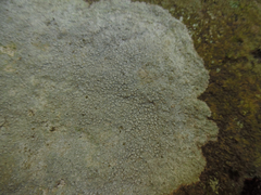 Pertusaria plittiana