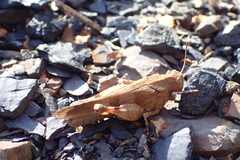 Oedipoda caerulescens
