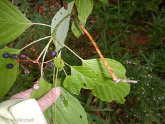 Aurantioporthe corni