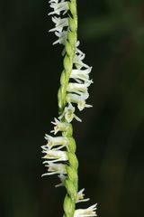 Spiranthes lacera lacera