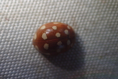 Calvia quatuordecimguttata