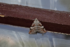 Aplocera praeformata