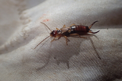 Forficula auricularia