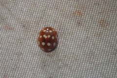 Calvia quatuordecimguttata