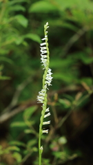 Spiranthes lacera lacera