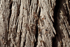 Linepithema humile
