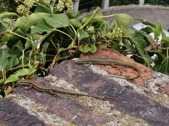 Podarcis muralis