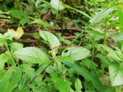 Ceriagrion olivaceum