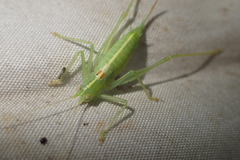 Meconema meridionale