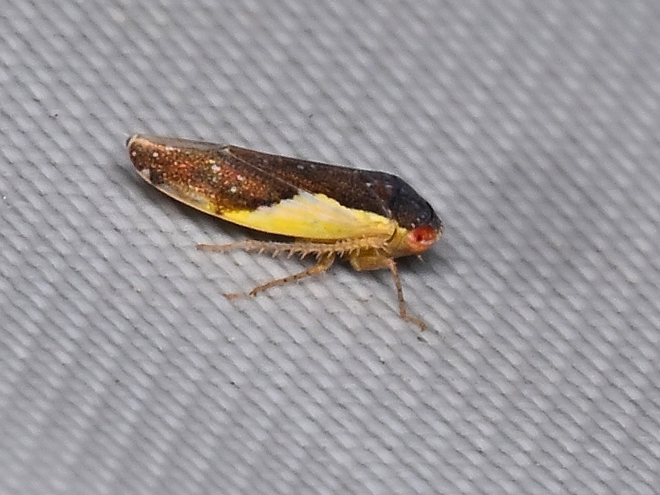Norvellina flavida