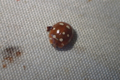 Calvia quatuordecimguttata