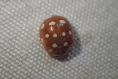 Calvia quatuordecimguttata