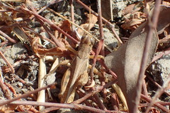 Melanoplus devastator