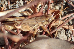 Melanoplus devastator