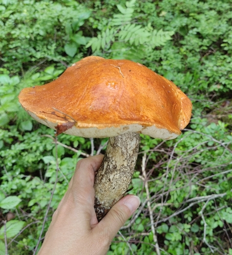 Orange Birch Bolete