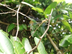 Lestes concinnus
