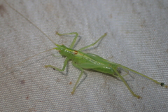 Meconema meridionale