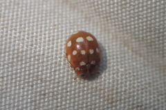 Calvia quatuordecimguttata