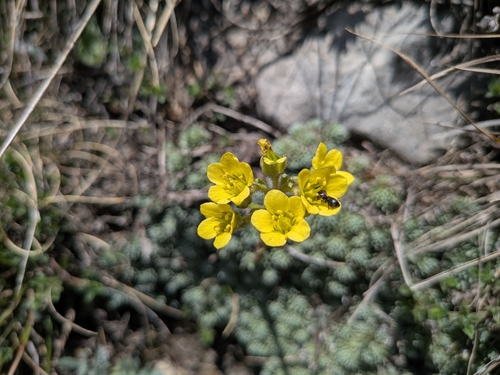 Saxifraga ferdinandi-coburgi, photograph 4