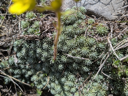 Saxifraga ferdinandi-coburgi, photograph 5