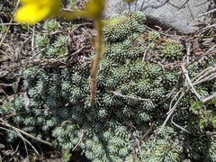 Saxifraga ferdinandi-coburgi, photograph author not stated, no rights reserved