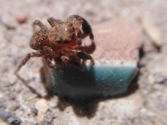 Euophrys rufibarbis