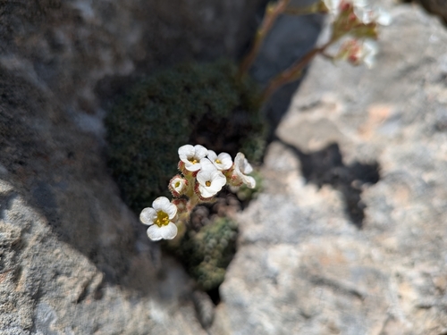 Saxifraga spruneri, photograph 3