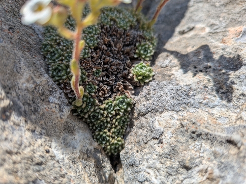 Saxifraga spruneri, photograph 4