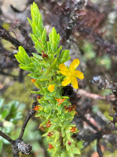 Hypericum quitense (Hypericum quitense)