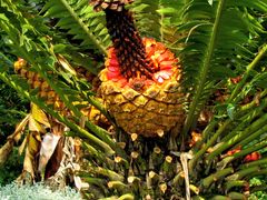 Encephalartos transvenosus