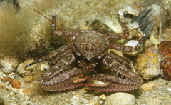 Petrocheles australiensis