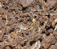 Diplura