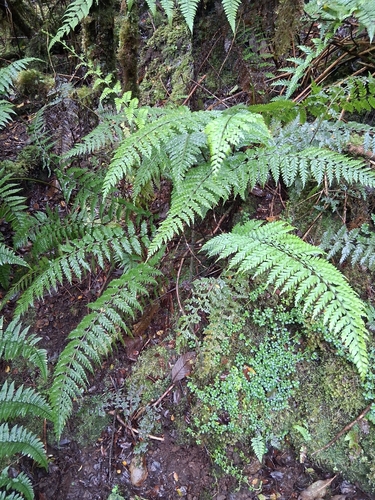 Asplenium acuminatum observed 2025-06-17