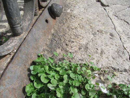 Dichondra micrantha