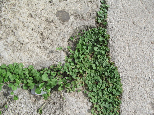 Dichondra micrantha