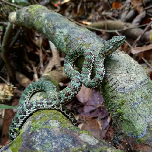 Photo of a Quang Binh pitviper (Trimeresurus truongsonensis)