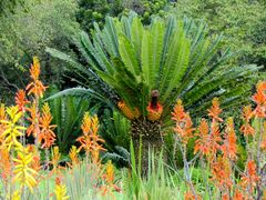 Encephalartos transvenosus