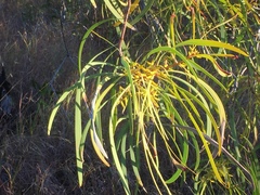 Persoonia falcata