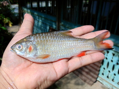 Systomus orphoides