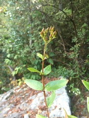 Hypericum nudiflorum