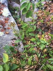 Hypericum nudiflorum