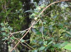 Phyllanthus cochinchinensis