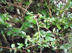 Phyllanthus cochinchinensis